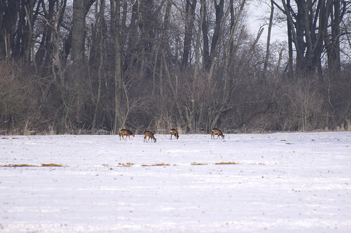 Pod lasem. (Cieplice) (Marzec 2011)