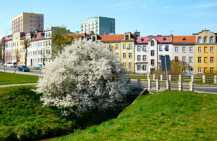 Ul.Górnośląska. Zdjęcie z kwietnia 2009.Tego pięknego krzewu już nie ma.Został wycięty. (Kwiecień 2011)
