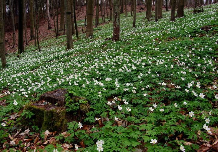 Fields green (Maj 2011)