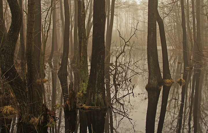 Bagienko (Maj 2011)