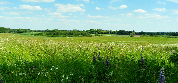 Okolice Przybyłowa. (Czerwiec 2011)