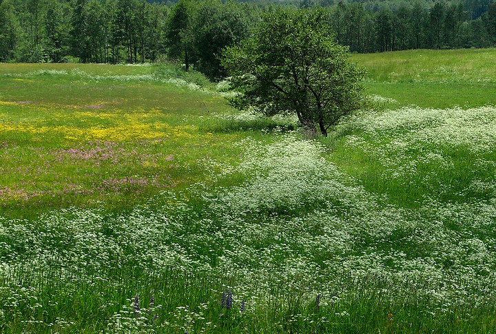 Łąka.Gdzieś między Hutą Żuławską a Przybyłowem. (Czerwiec 2011)