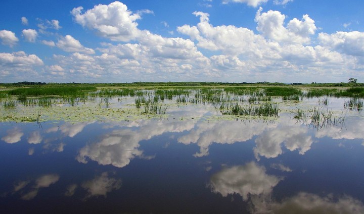 Jezioro Drużno (Czerwiec 2011)