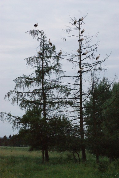 Jak bombki. (Czerwiec 2011)