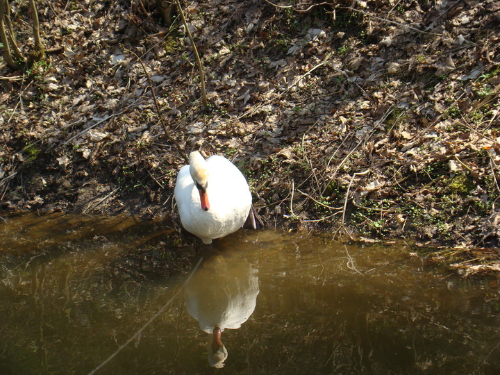 Łabądek