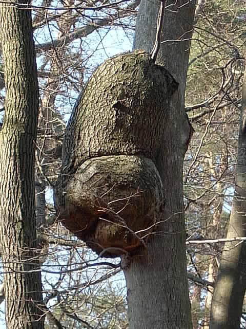  Koala?? Szlak niebieski nieopodal Urwiska Krystyny 
