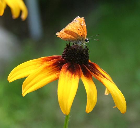 motyl (Sierpień 2011)