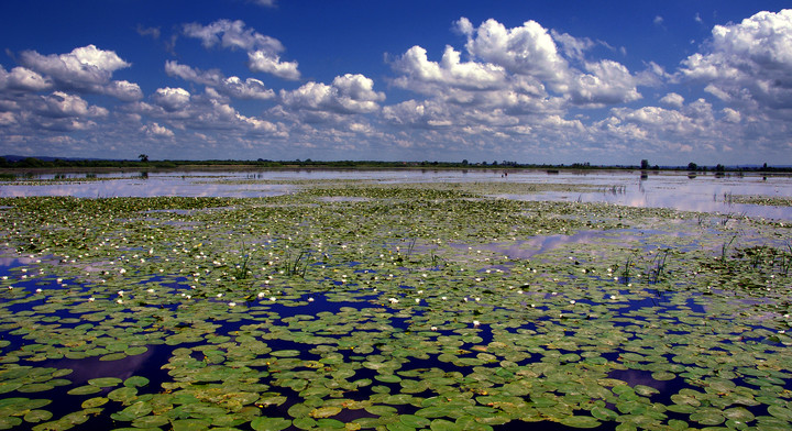 Jezioro Drużno II (Sierpień 2011)