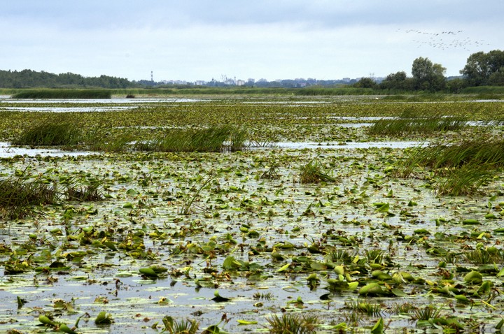 Żuławski kobierzec u stóp Elblążan. (Sierpień 2011)