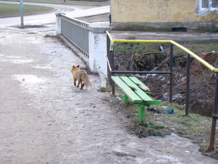 Lis na Agrikola. (Październik 2011)