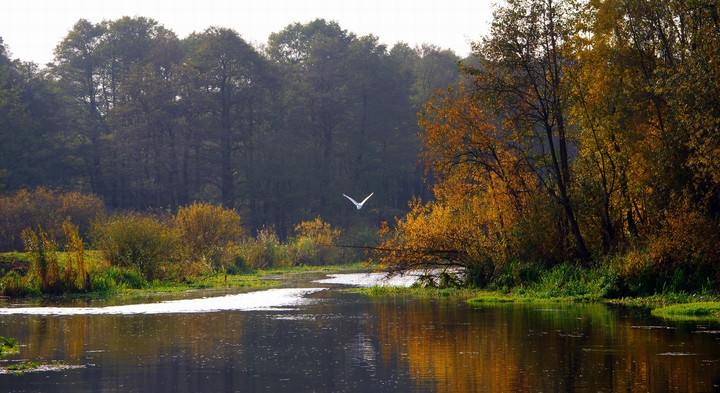 Rzeka Balewka (Listopad 2011)