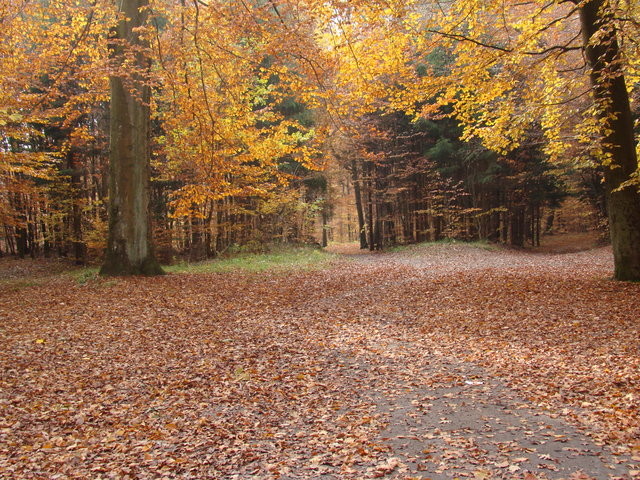 jesień w Bażantarni