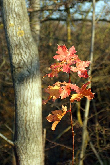 barwy jesieni (Listopad 2011)