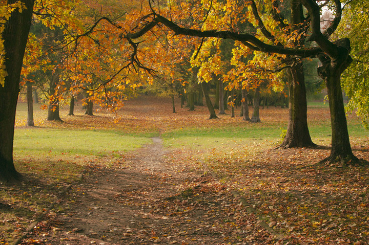 Park modrzewia.