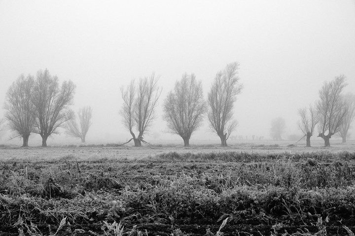 Wierzby (Grudzień 2011)