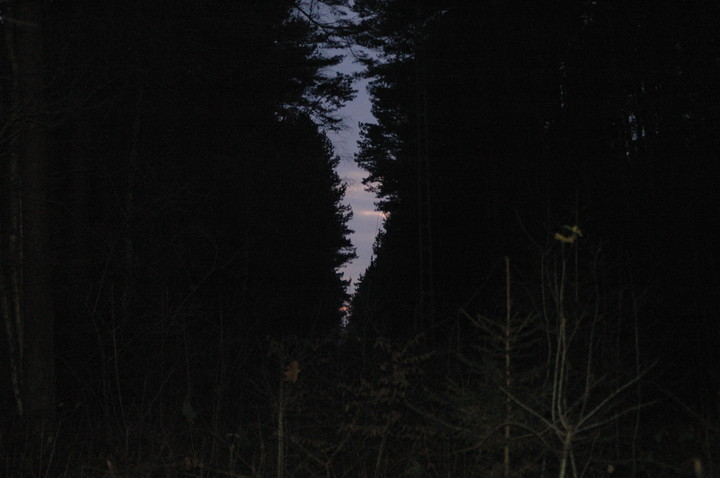 Las w Kadynach,za zamkniętą stadniną. (Styczeń 2012)
