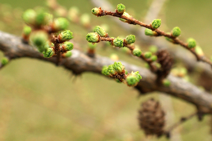 wiosenne makro