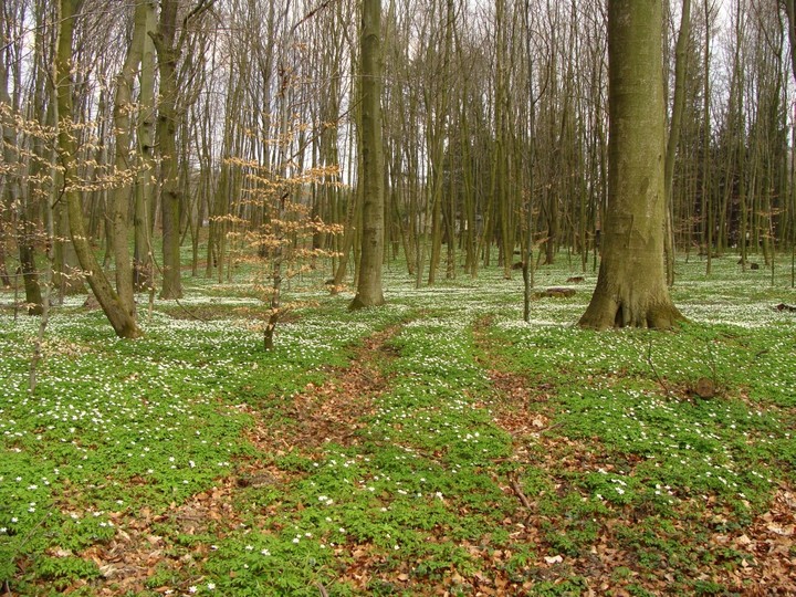 a w Bażantarni biało... (Maj 2012)