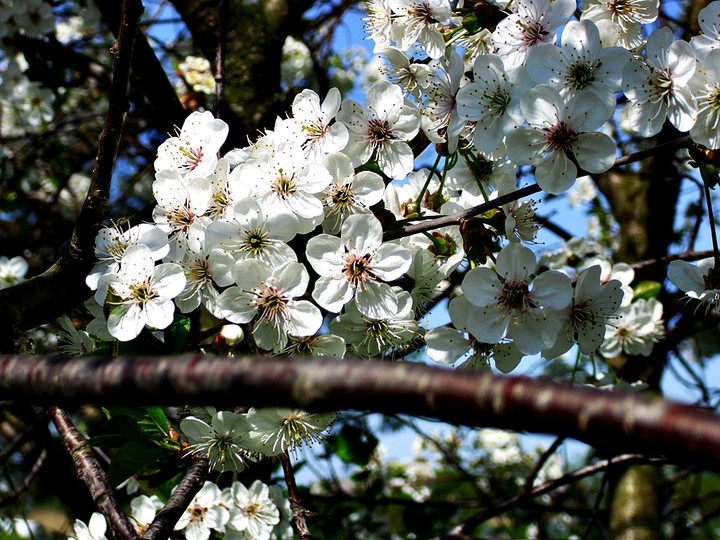 Kwitnąca Wiśnia (Maj 2012)