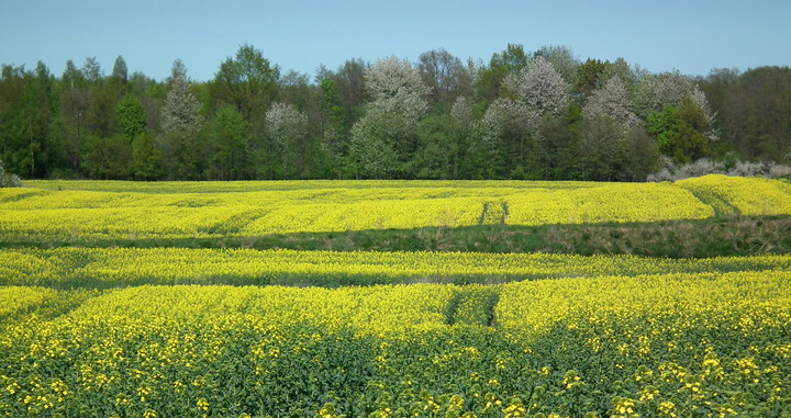 początek maja (Maj 2012)