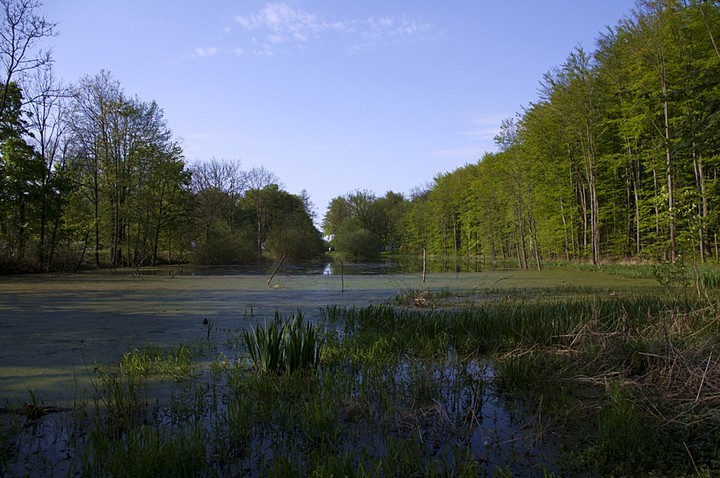 Żabie disco przy pochylni Buczyniec. (Maj 2012)