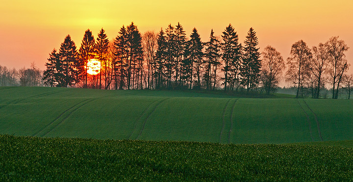 Wschód dendrologiczny