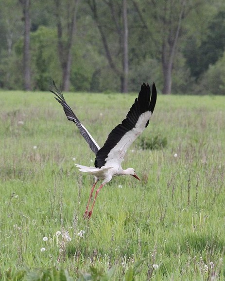 odlot (Maj 2012)