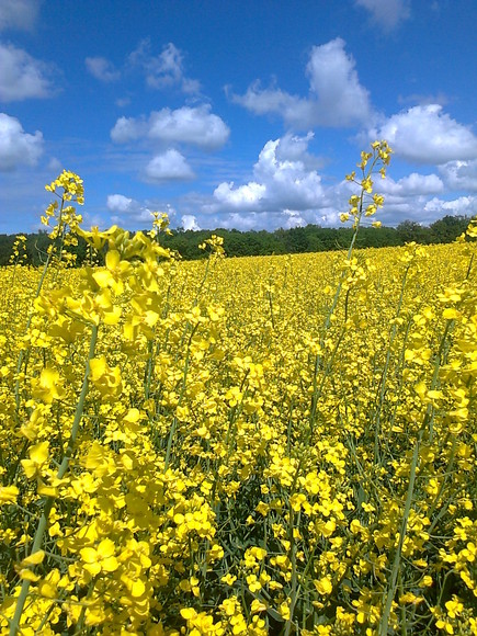 Jadąc rowerem przsytanąłem,zrobiłem fotke bo widok pól był przeuroczy :) (Maj 2012)