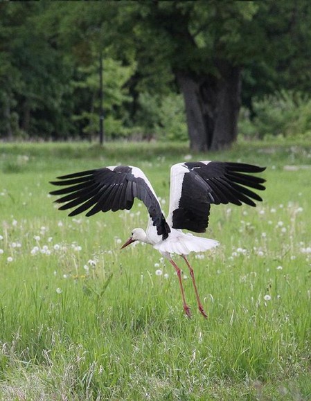 Najadłem się więc lecę. (Maj 2012)