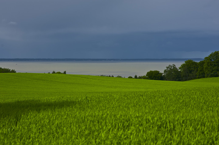 Z kasztanówki. (Czerwiec 2012)