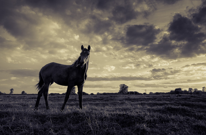 *** (Wrzesień 2012)