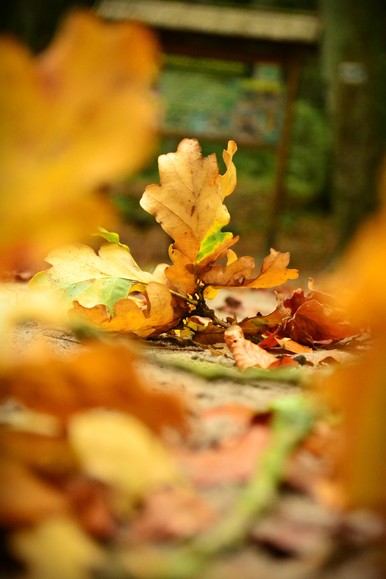 Barwy Jesieni