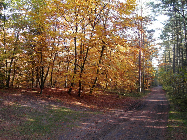 Złota jesień (Październik 2012)