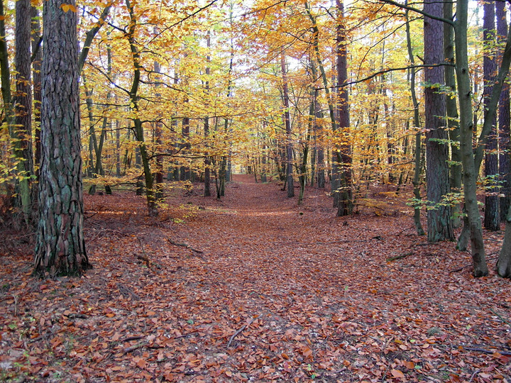 ... (Październik 2012)