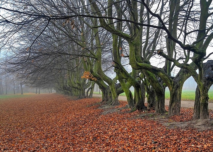 Graby w Parku im. Kajki. (Grudzień 2012)