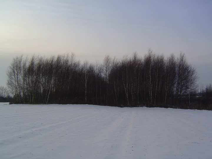 Las Brzozowy Pokryty Śniegiem