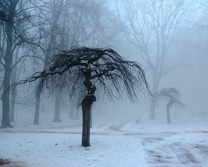 Zimowy park. (Styczeń 2013)