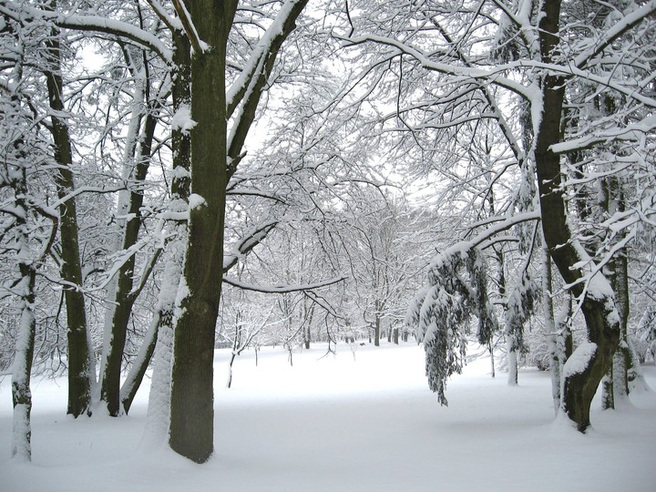 Park Modrzewie zima