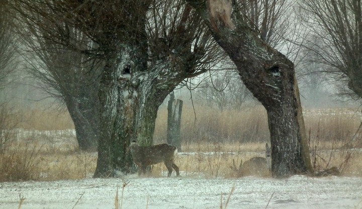 żuławskie wierzby + ;) (Marzec 2013)