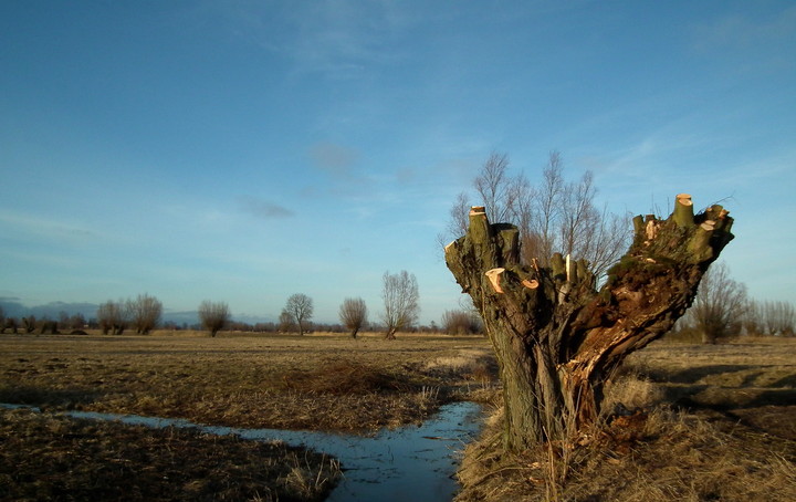 zimą ogrzała zmarzniętych. (Kwiecień 2013)