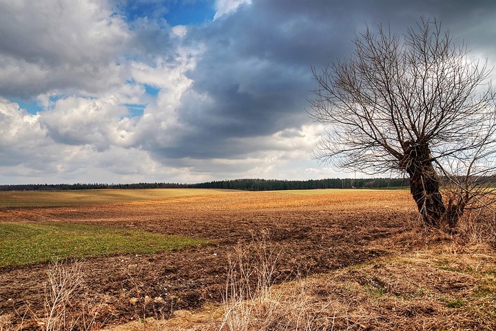 Wiosenne pola (Kwiecień 2013)