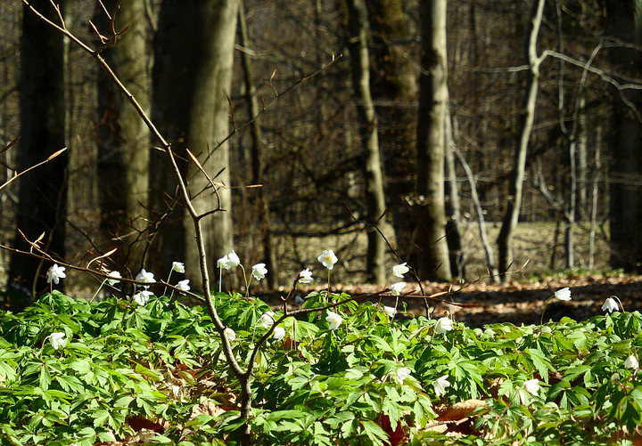 Wiosna w Jeleniej Dolinie. (Maj 2013)