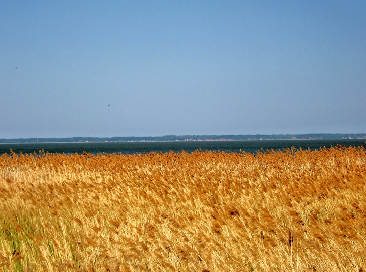 wiosna nad Zalewem Wislanym