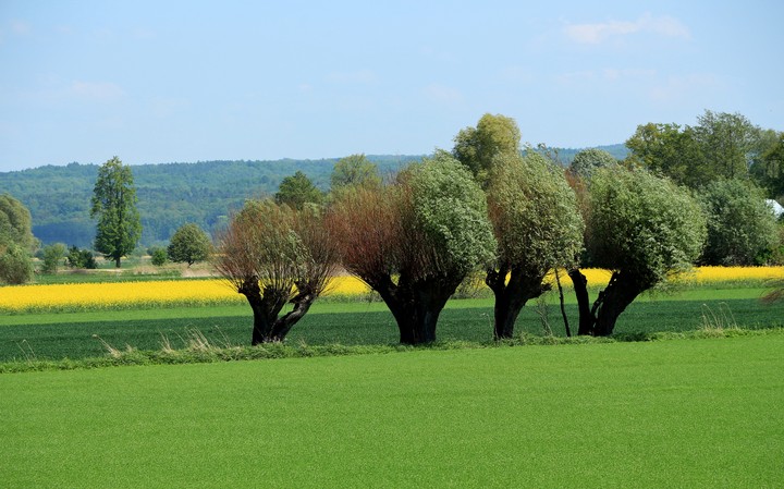 Kępa Rybacka (Maj 2013)