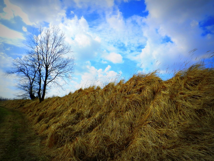 Szuwary nad Nogatem (Maj 2013)