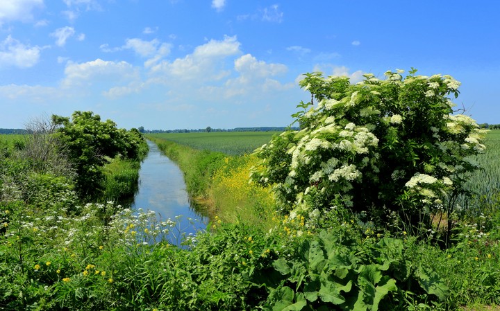 Żuławy, okolice Wiktorowa. (Czerwiec 2013)