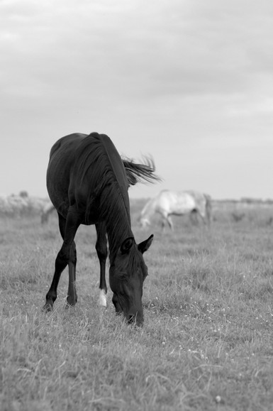 B&W (Lipiec 2013)