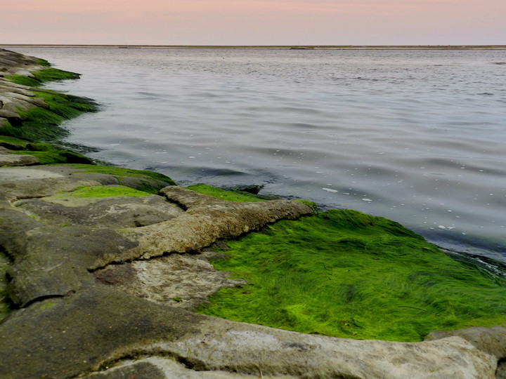 glony (Sierpień 2013)