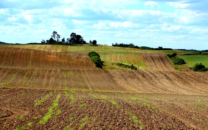 Żuławska Sztumska (Wrzesień 2013)