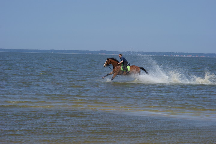 Galop (Wrzesień 2013)